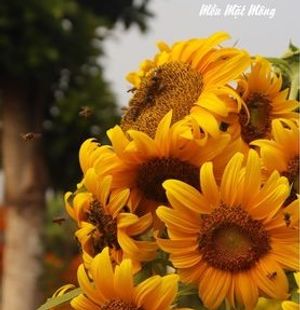 Không phải đêm qua