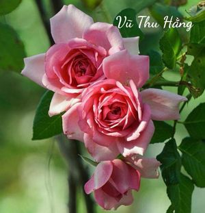 Khởi đầu của cái chết