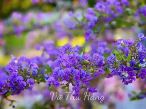 Trăng sáng không phải tôi