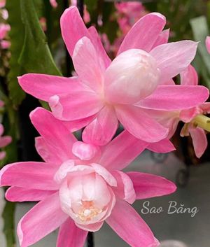 Nàng như hoa như ngọc