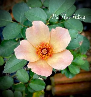 Đi tìm hạnh phúc
