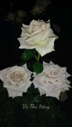 Nhìn về phía trước