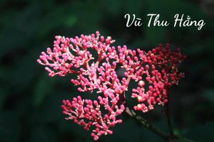 Tiểu thanh mai của bạn trai