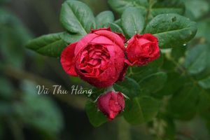 Tuế Tuế Niệm Niệm