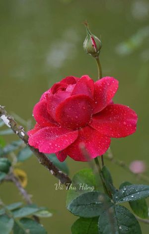 Ải mỹ nhân
