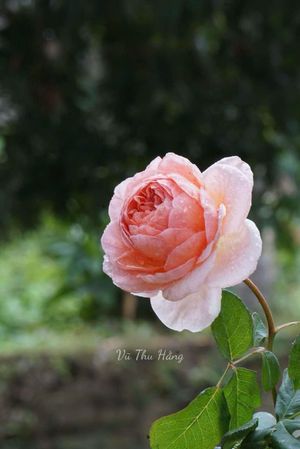 Chồng chưa cưới mất trí nhớ