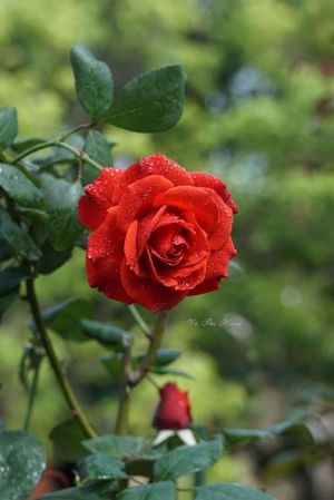 Cuộc chiến với tra nam