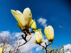 Tổng tài hoá bướm