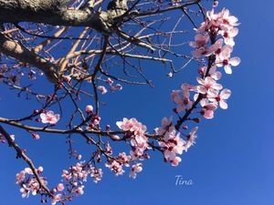 Trấn Viễn Tướng quân