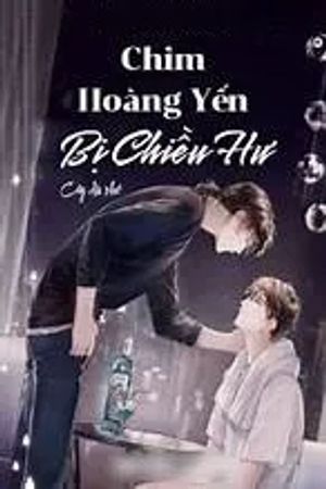 Chim Hoàng Yến Bị Chiều Hư