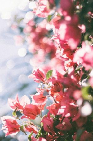 Hướng về mặt trời lớn
