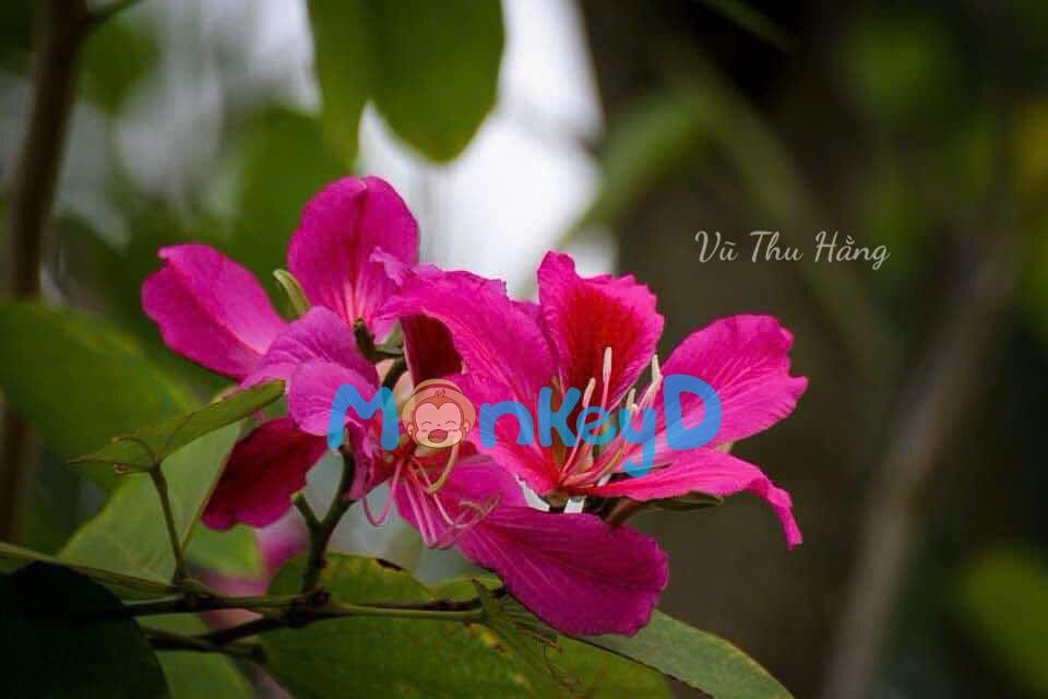 QUÀ SINH NHẬT