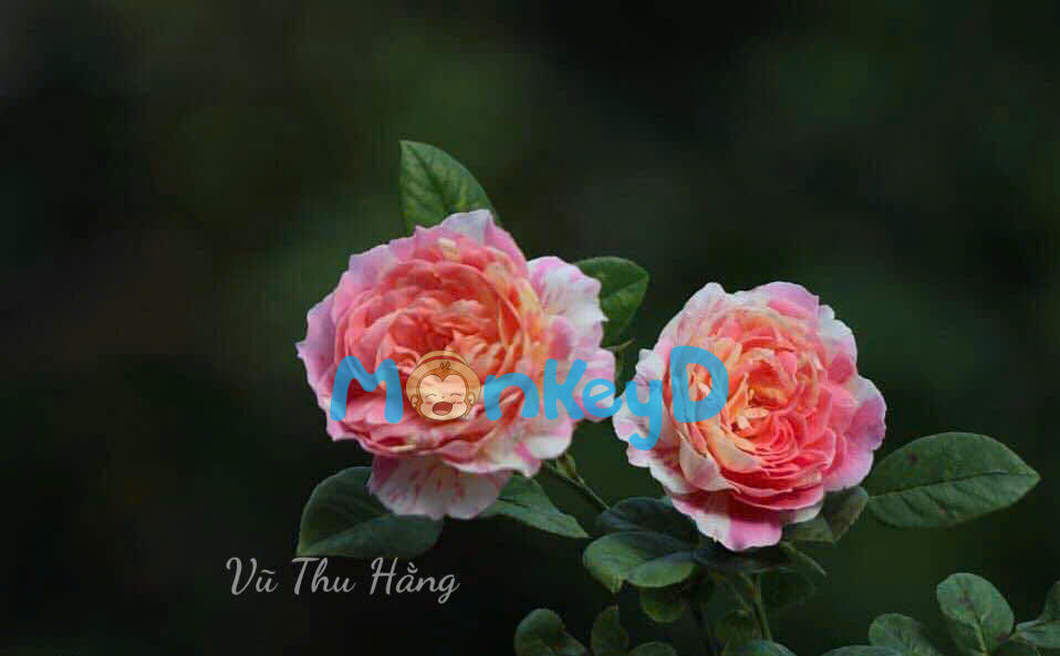 Tiểu tam đưa cả nhà đến viếng mộ tôi