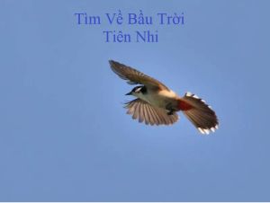 Tìm Về Bầu Trời